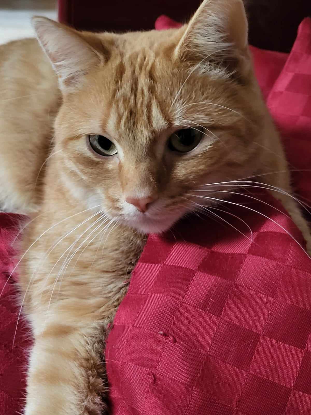Sammy