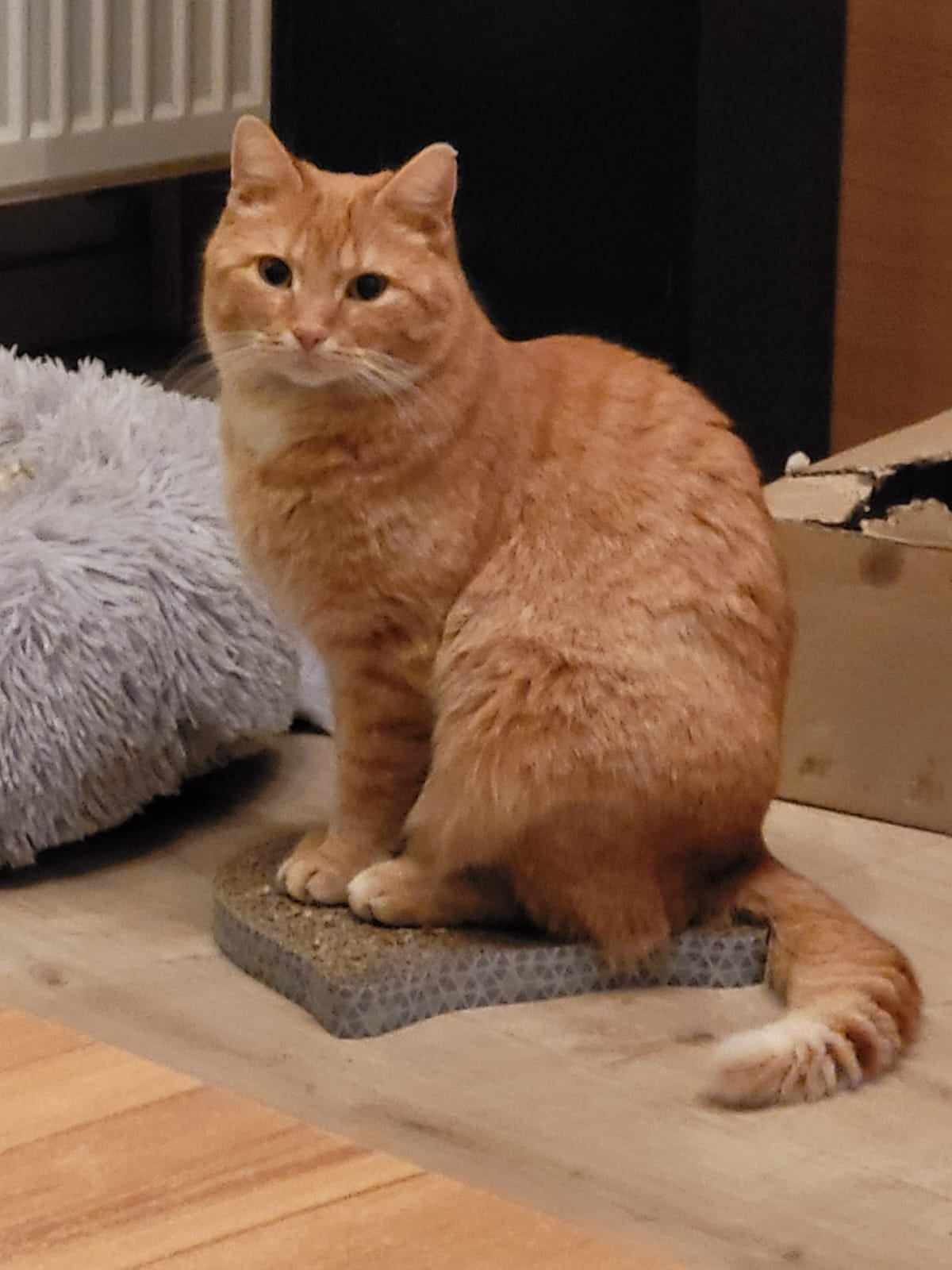 Sammy