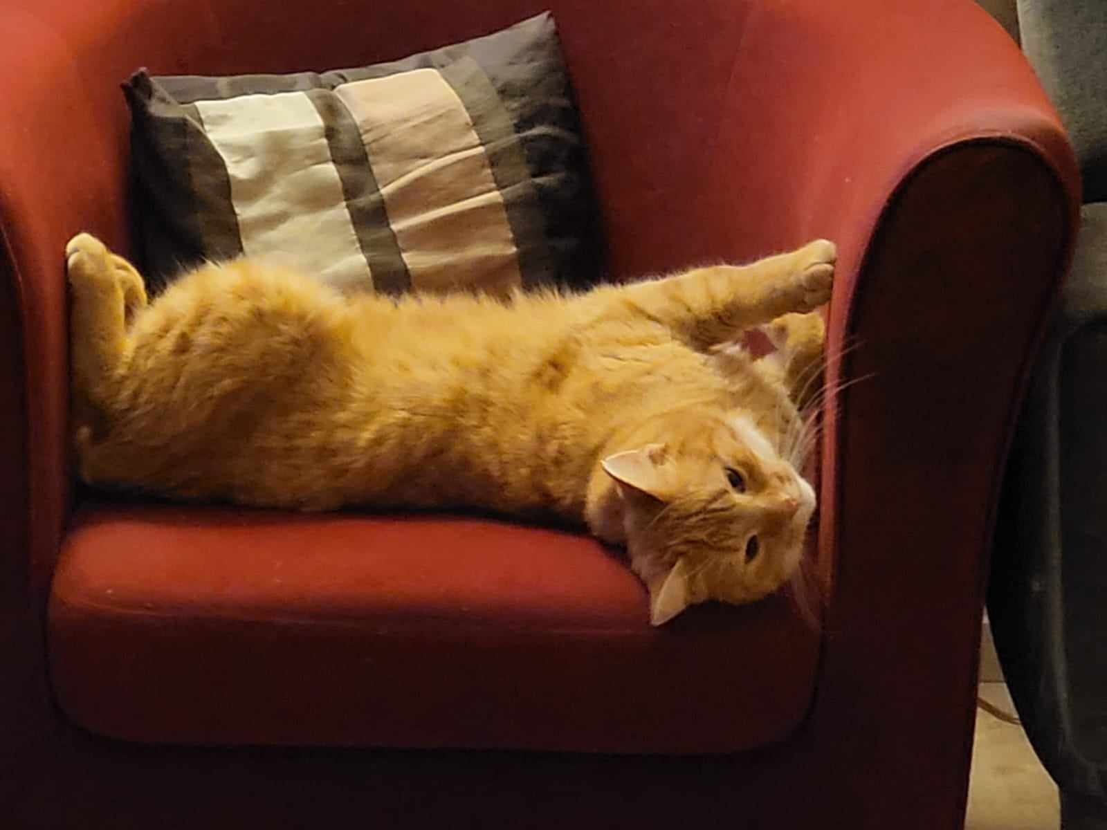Sammy