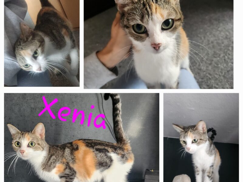 Xenia