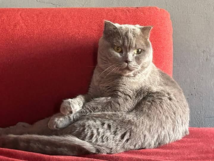 Zafran