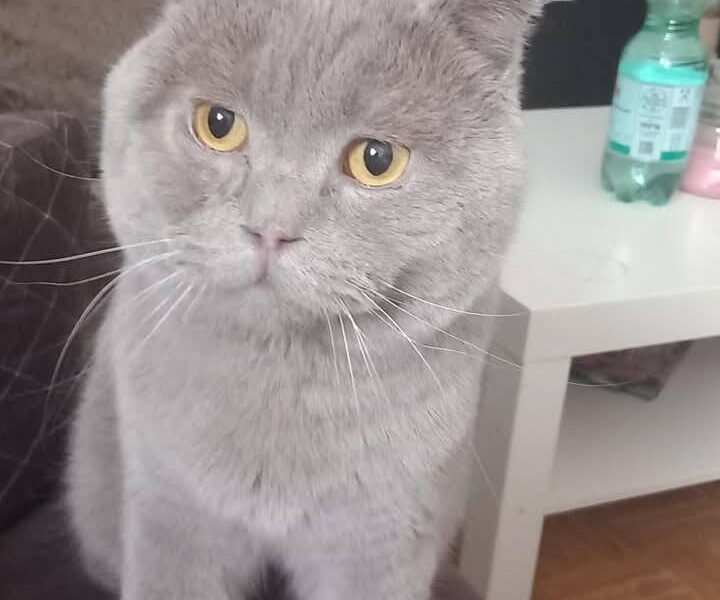Zafran