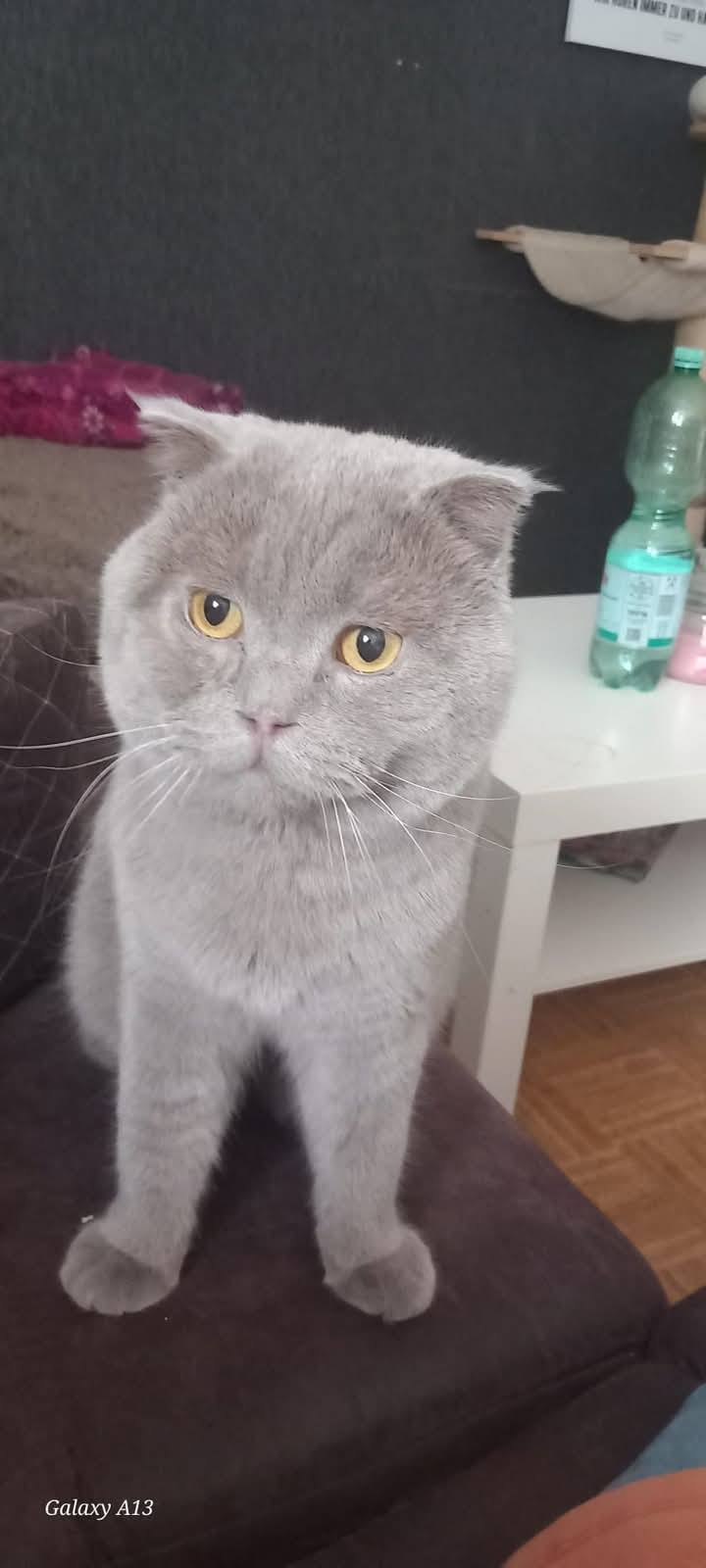 Zafran