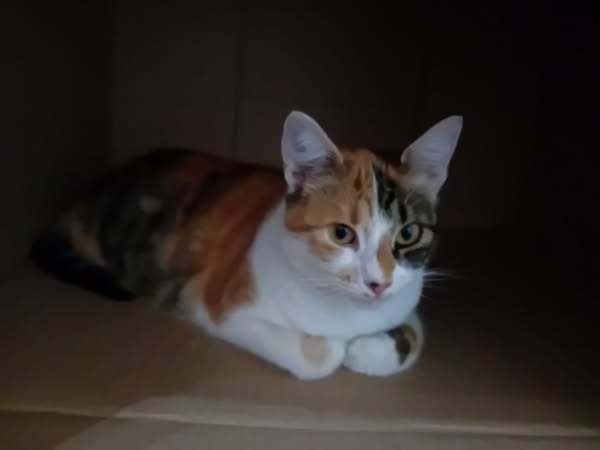 Luna