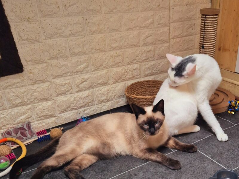Angus und Flocke