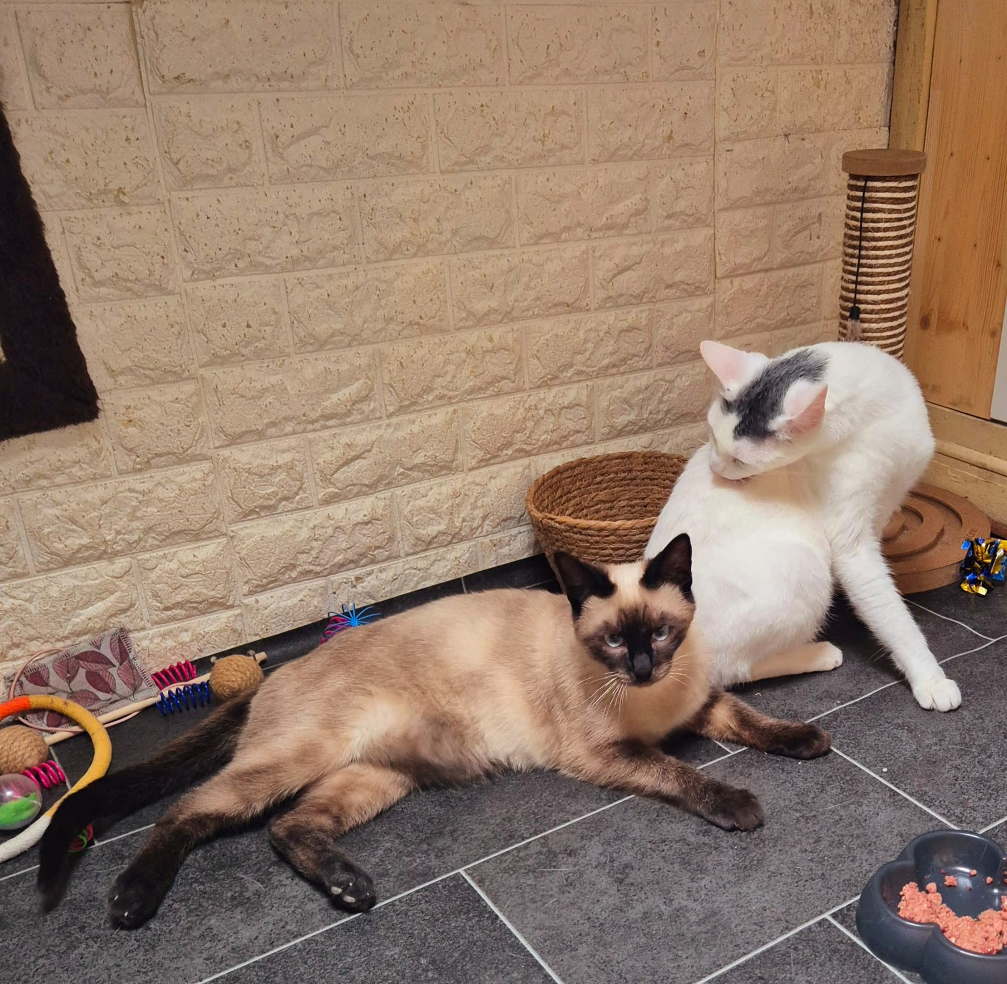 Angus und Flocke
