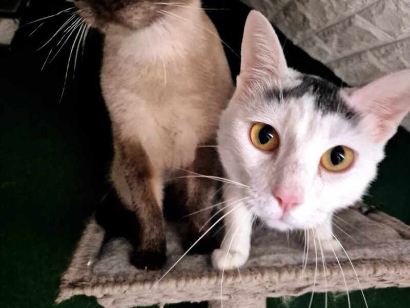 Angus und Flocke