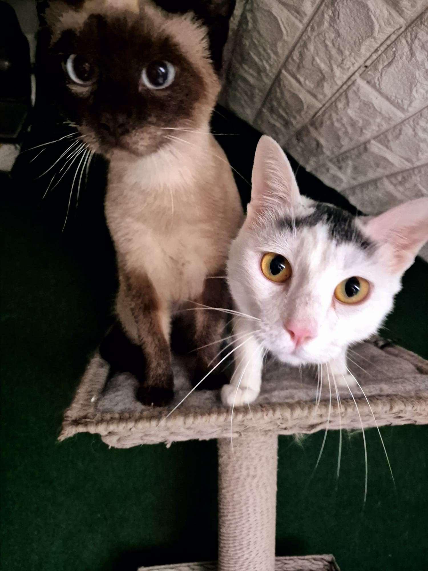 Angus und Flocke
