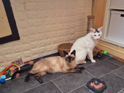 Angus und Flocke