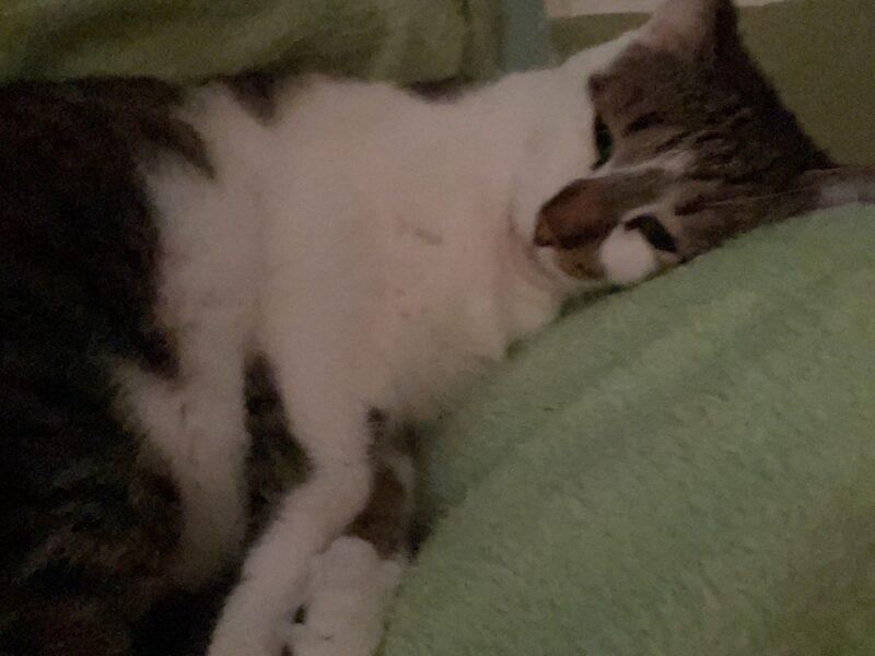 Daisy