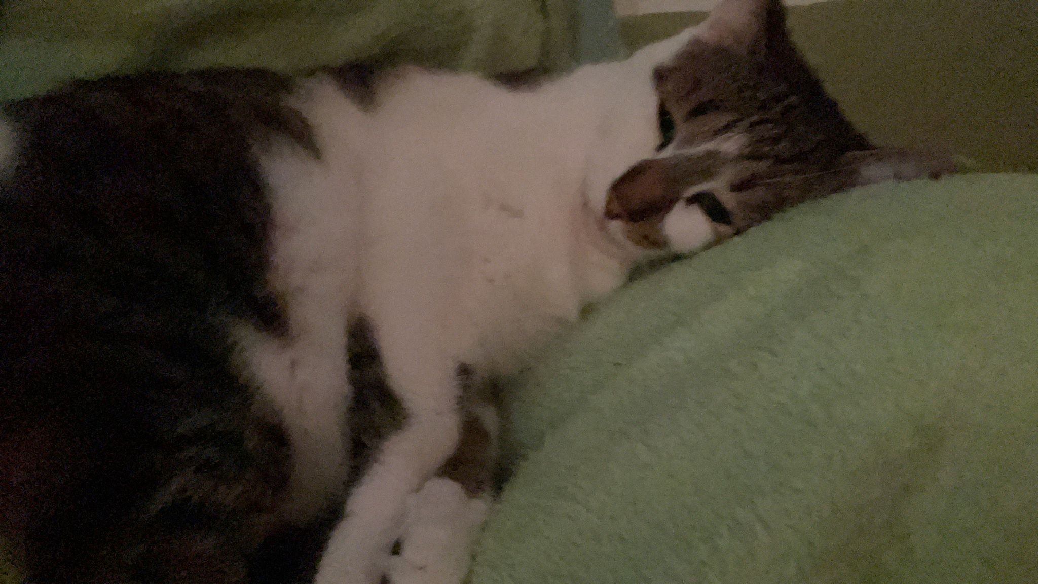 Daisy