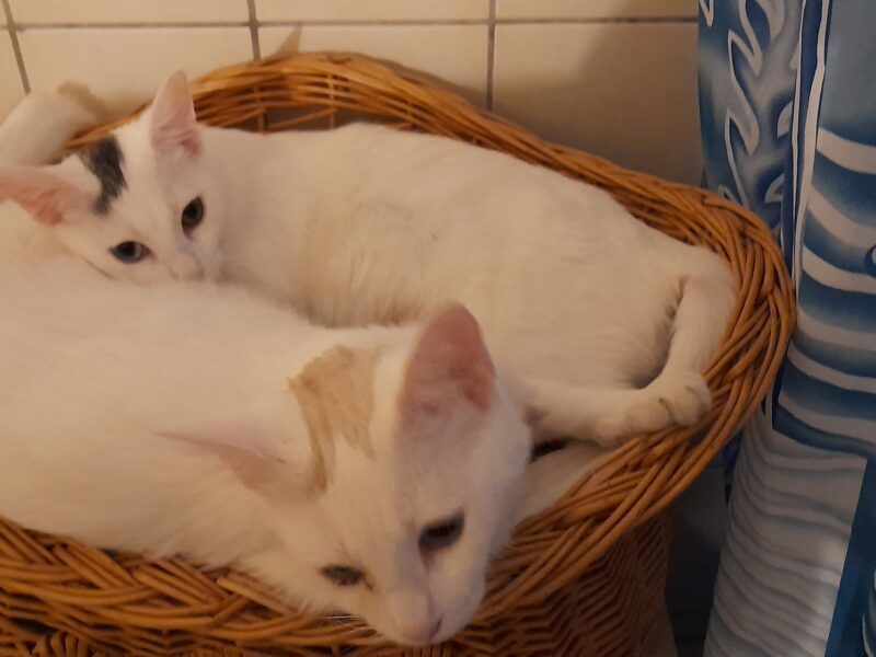 Kira und Fee