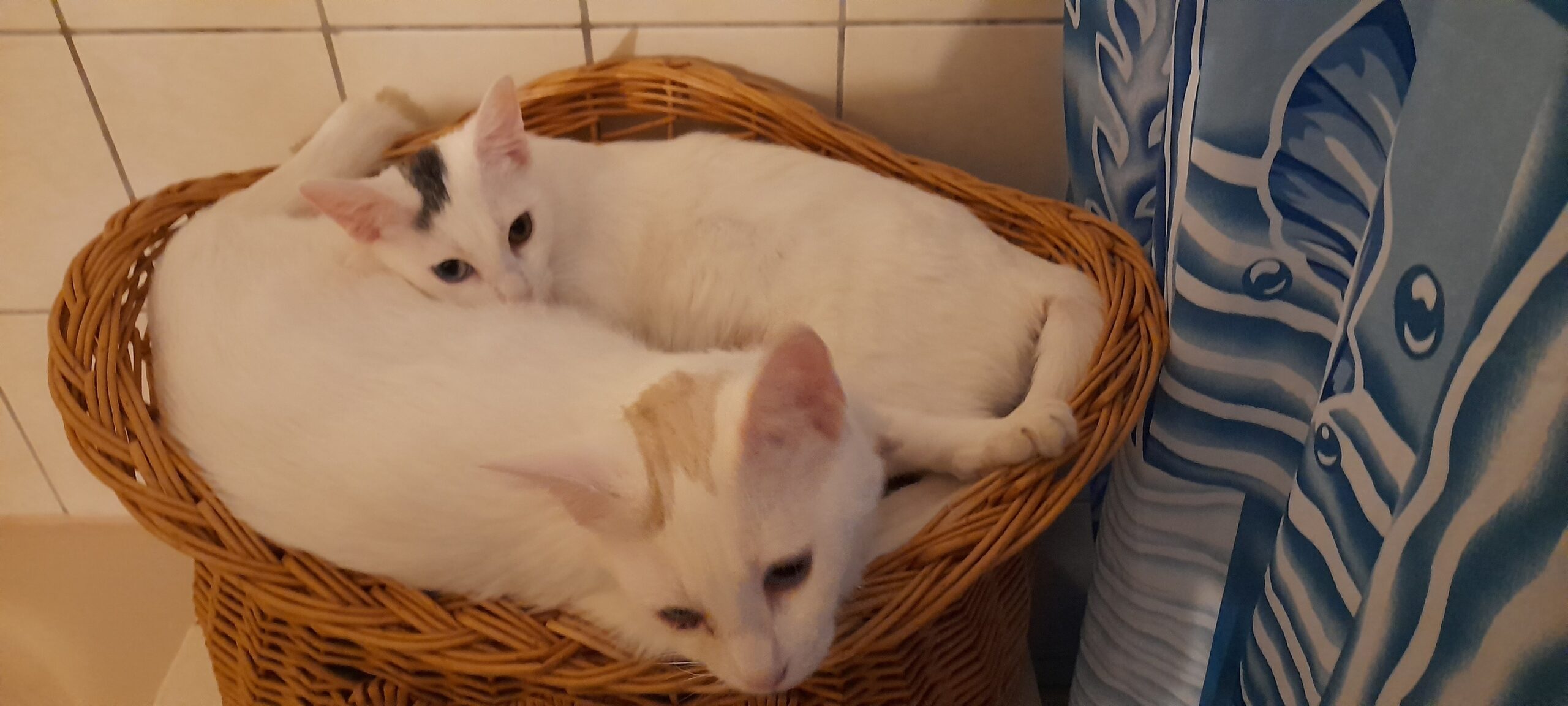 Kira und Fee