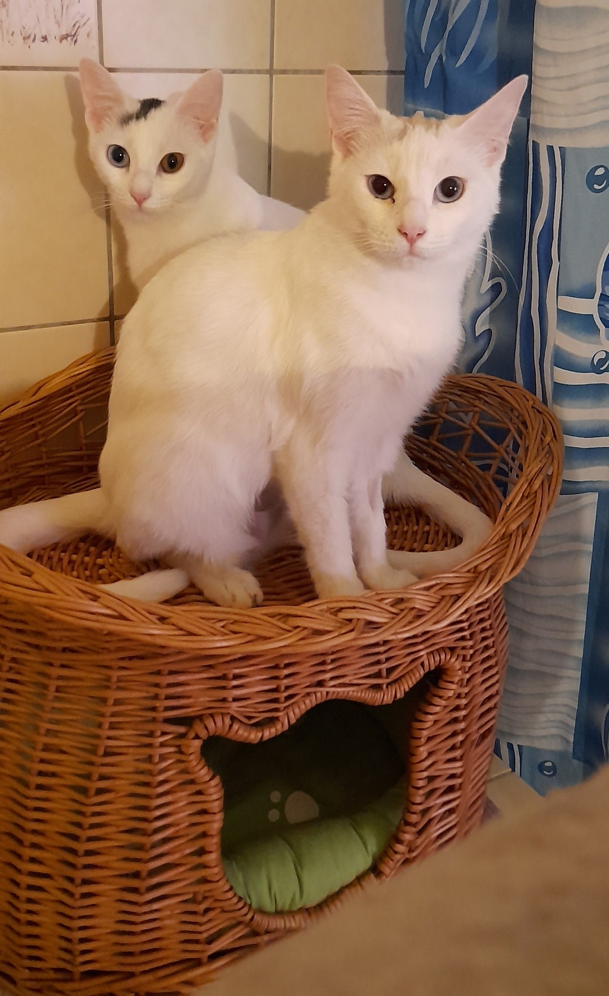 Kira und Fee