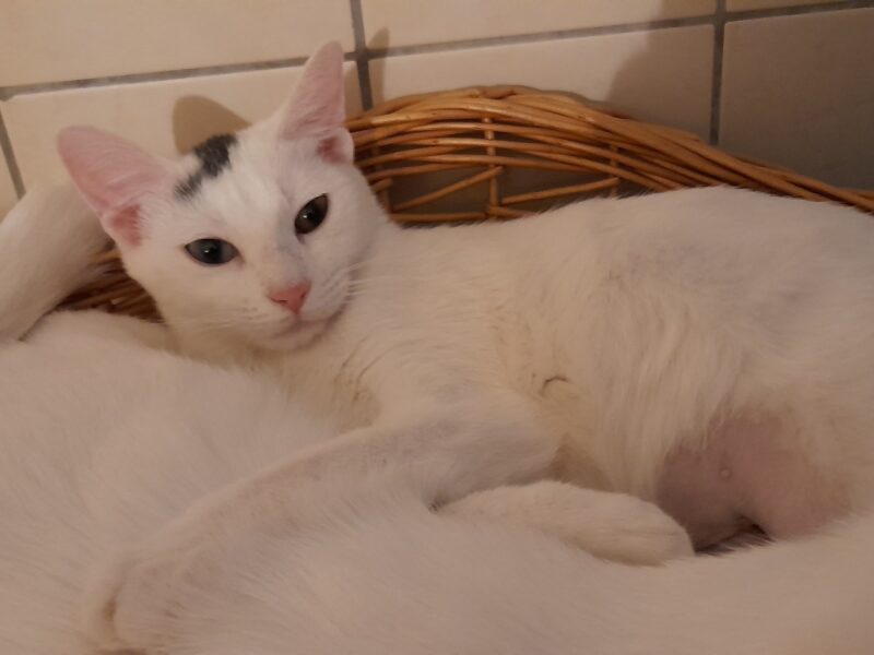 Kira und Fee