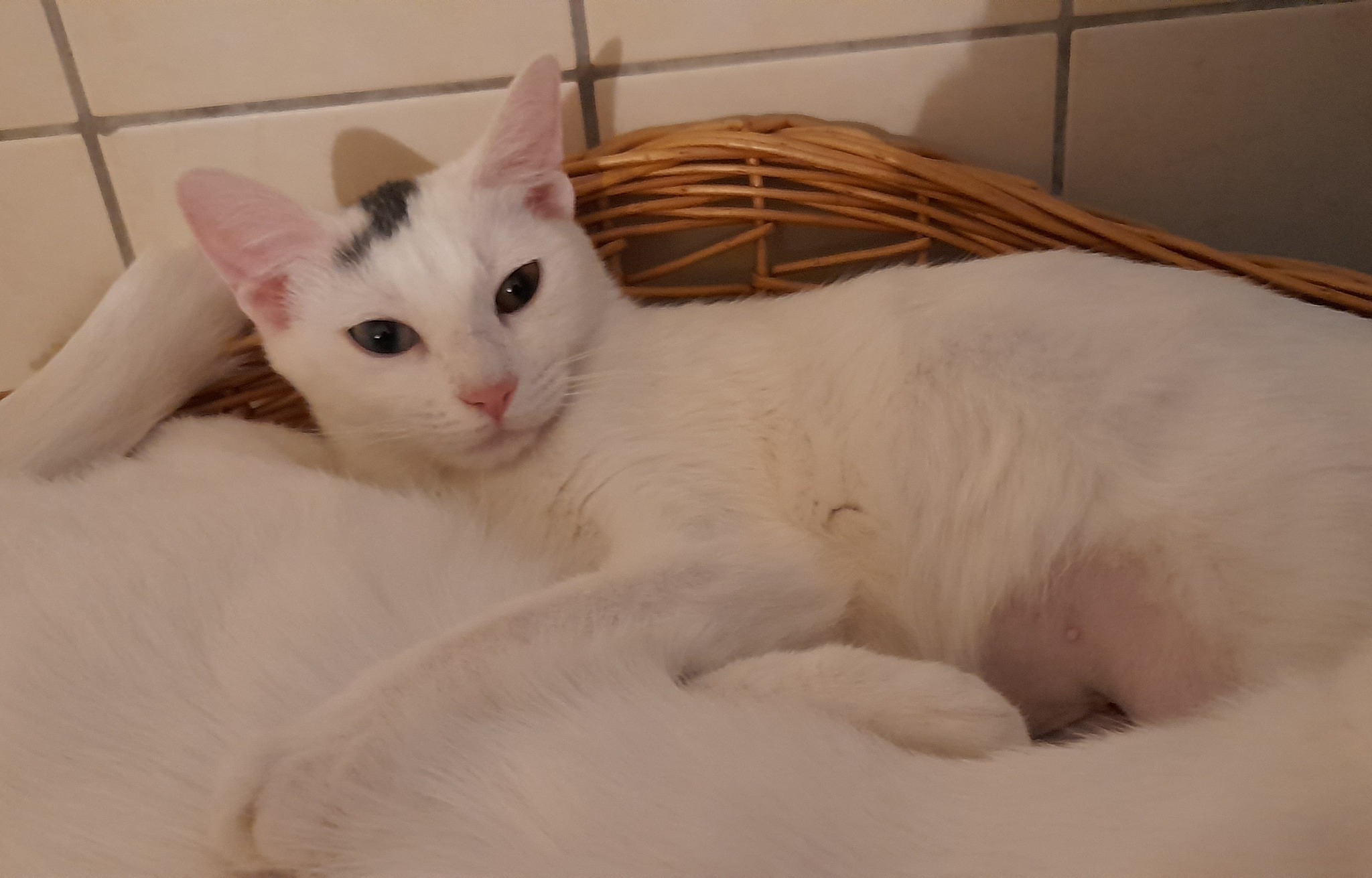 Kira und Fee