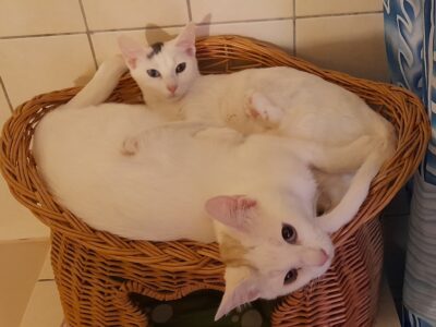 Kira und Fee