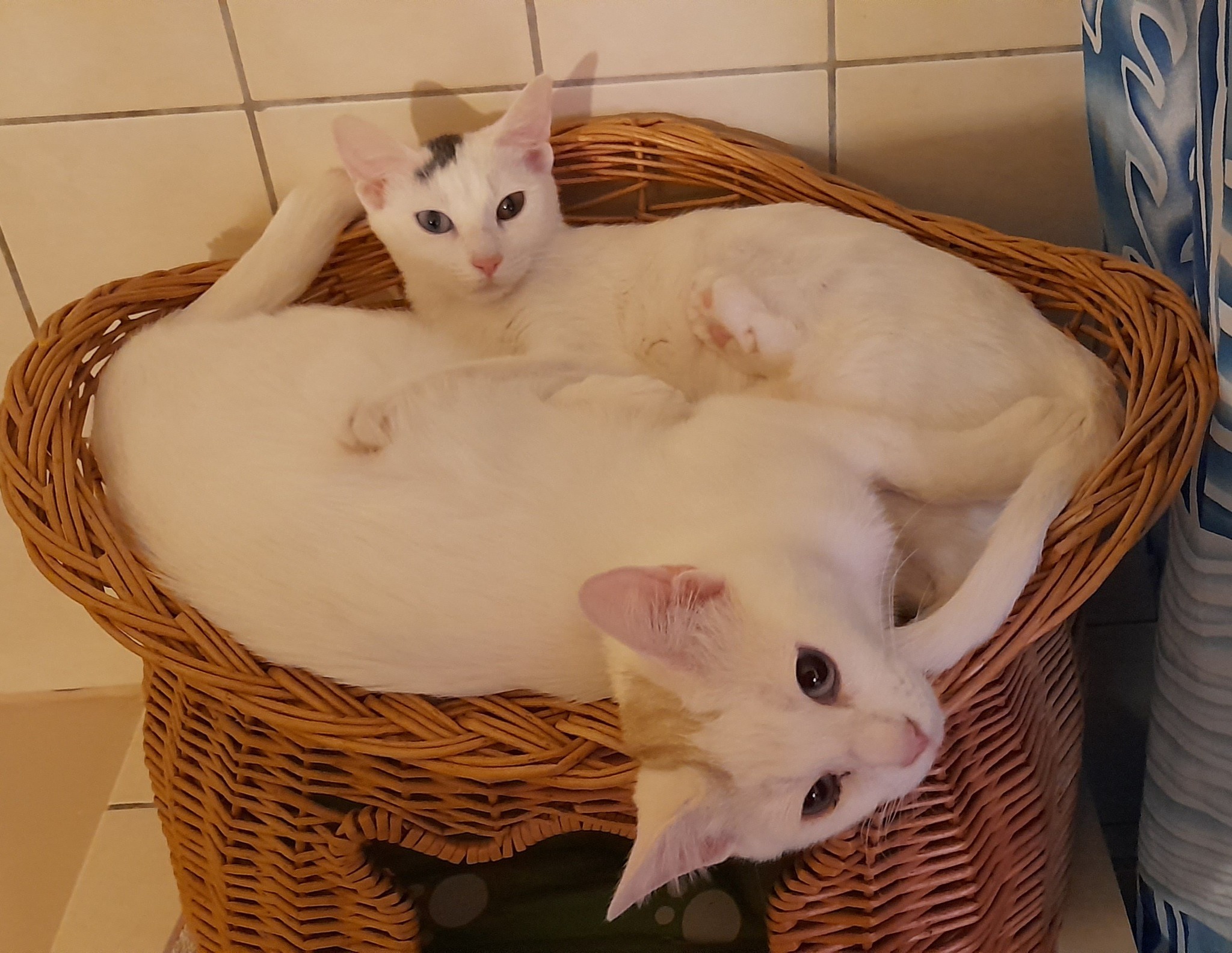 Kira und Fee