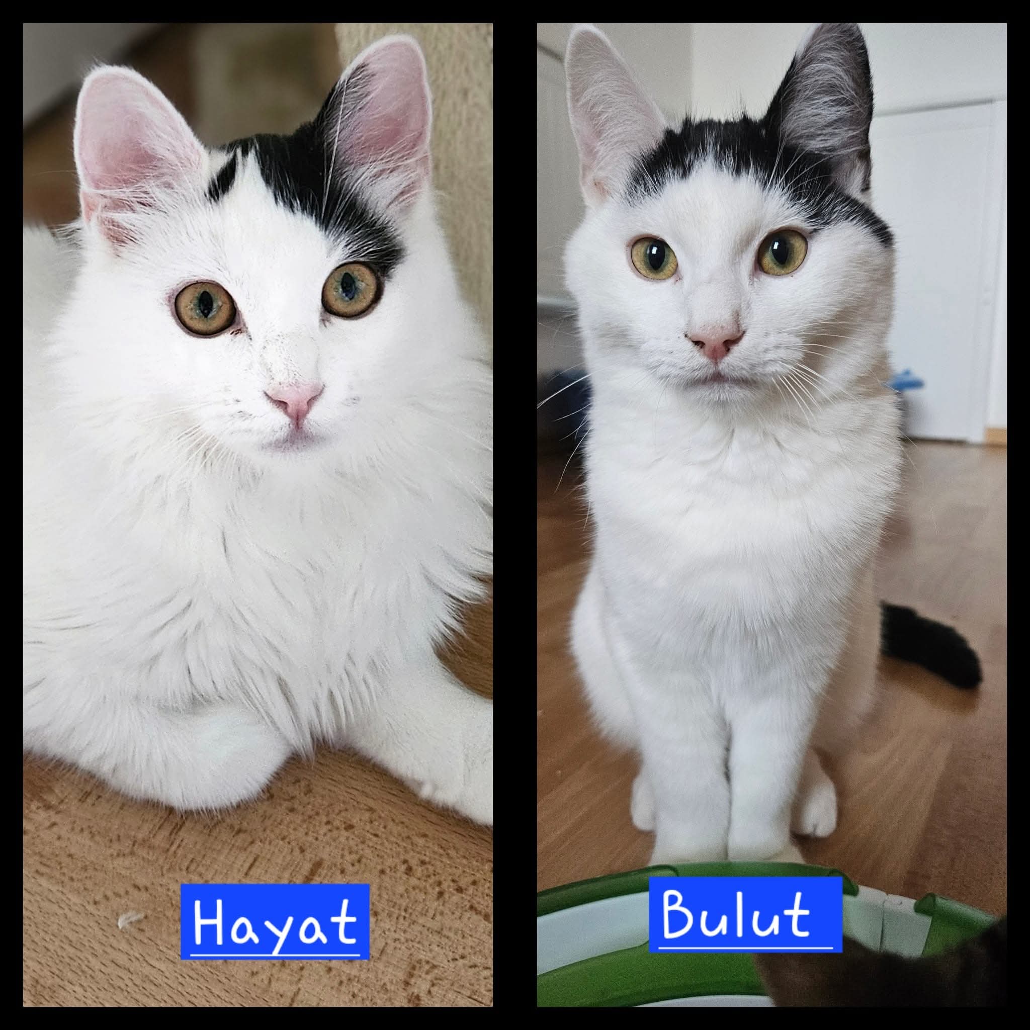 Sechs wunderschöne Miezis