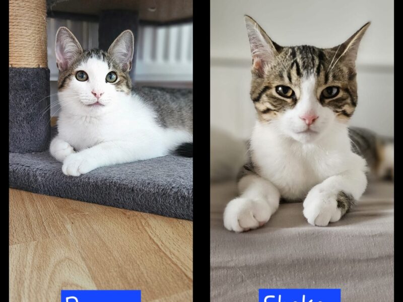 Sechs wunderschöne Miezis