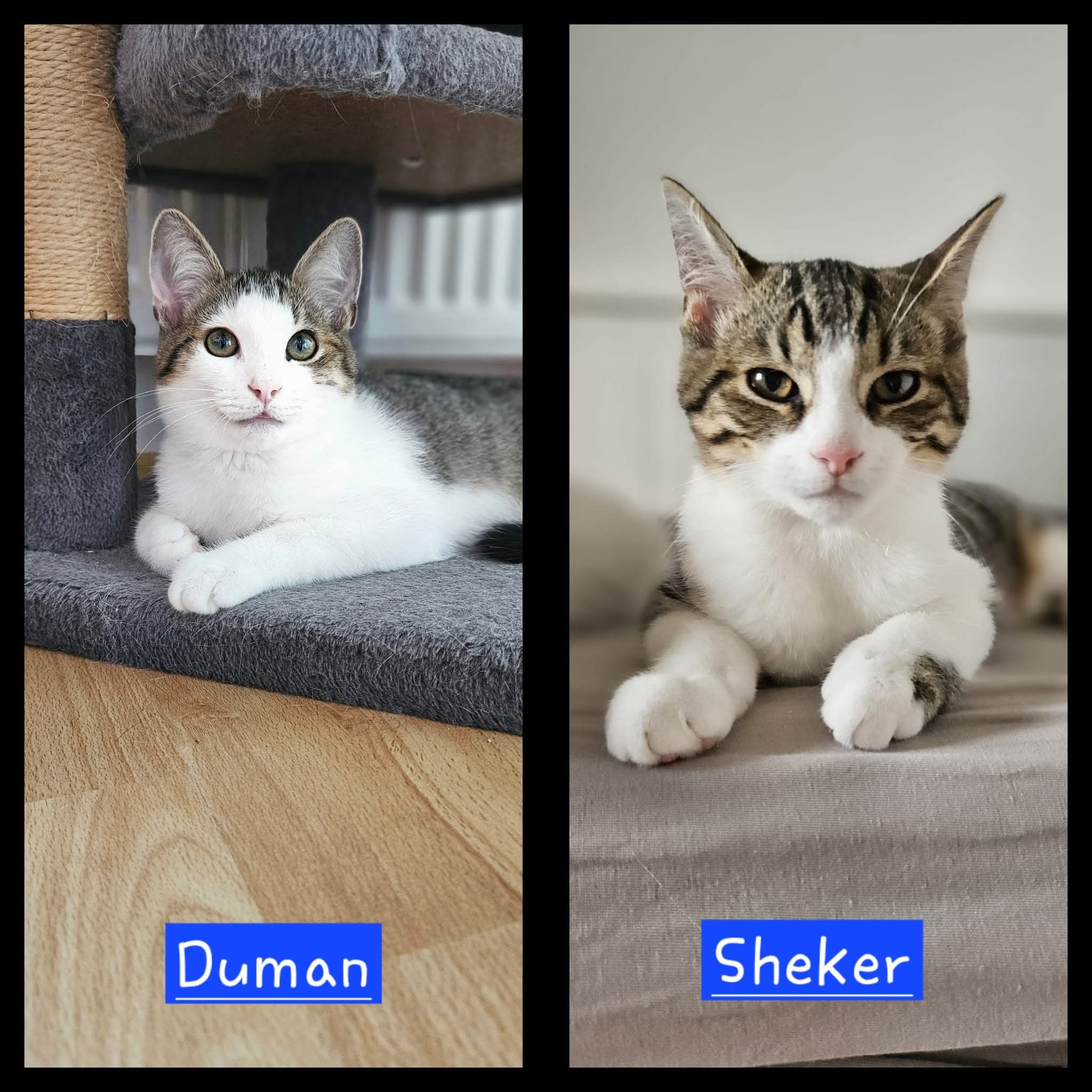 Sechs wunderschöne Miezis