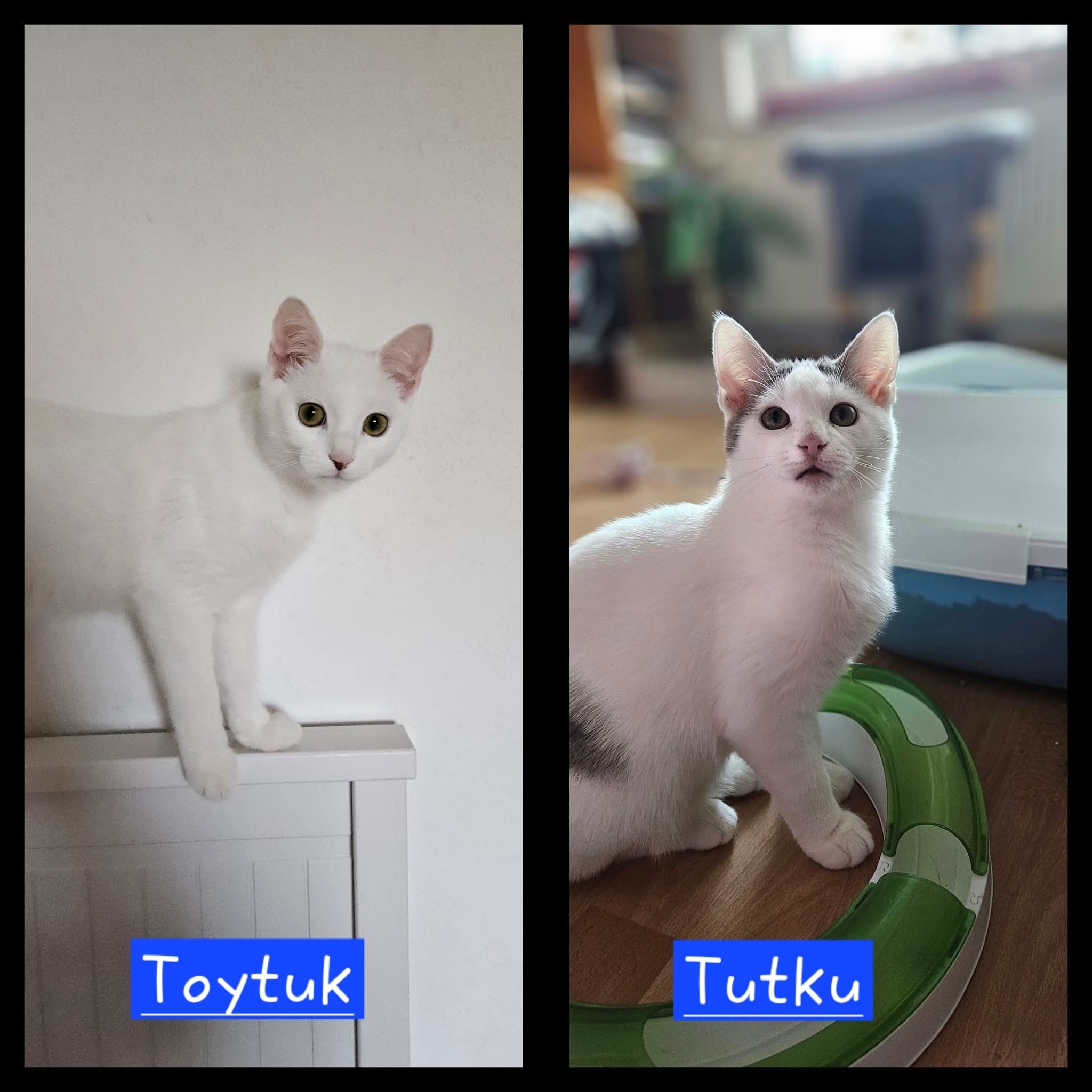 Sechs wunderschöne Miezis