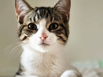 Sechs wunderschöne Miezis