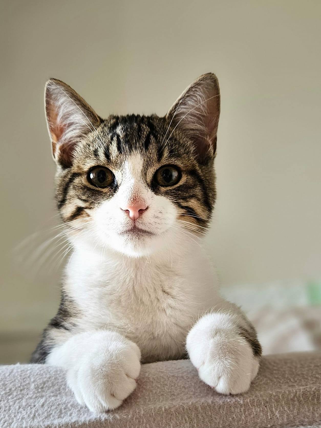 Sechs wunderschöne Miezis