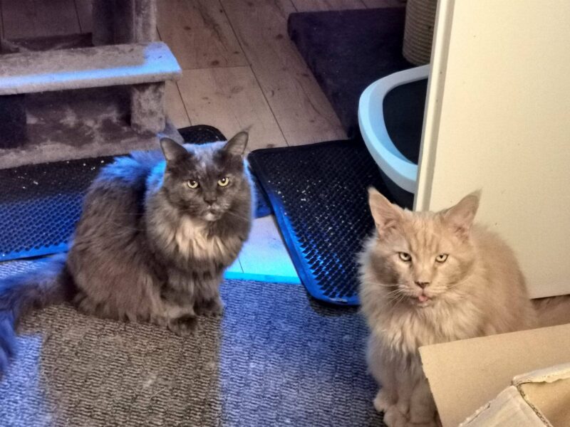 Baghira und Lyzi