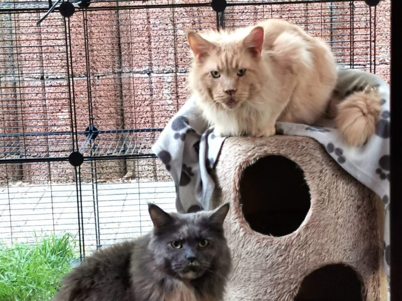 Baghira und Lyzi