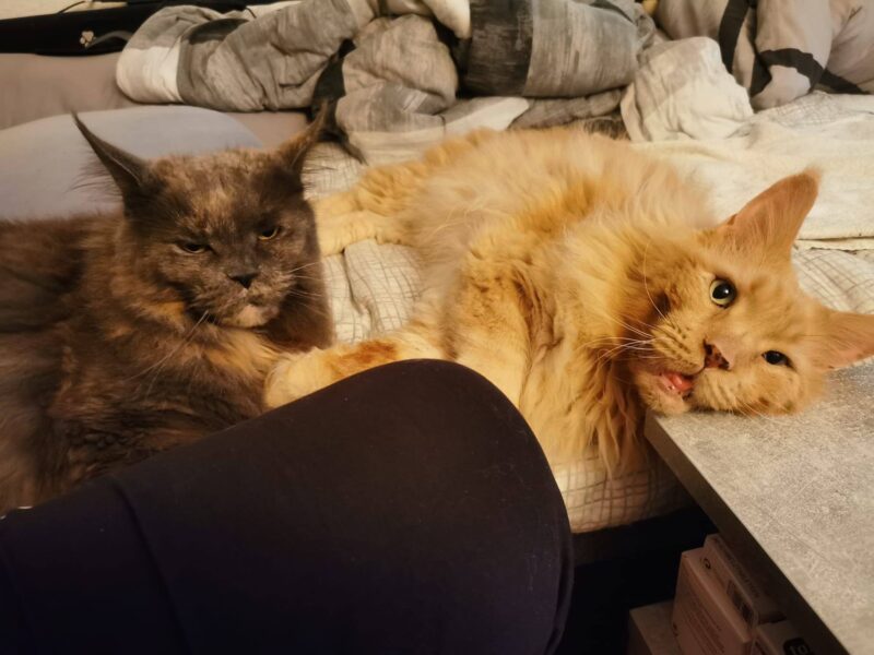 Baghira und Lyzi