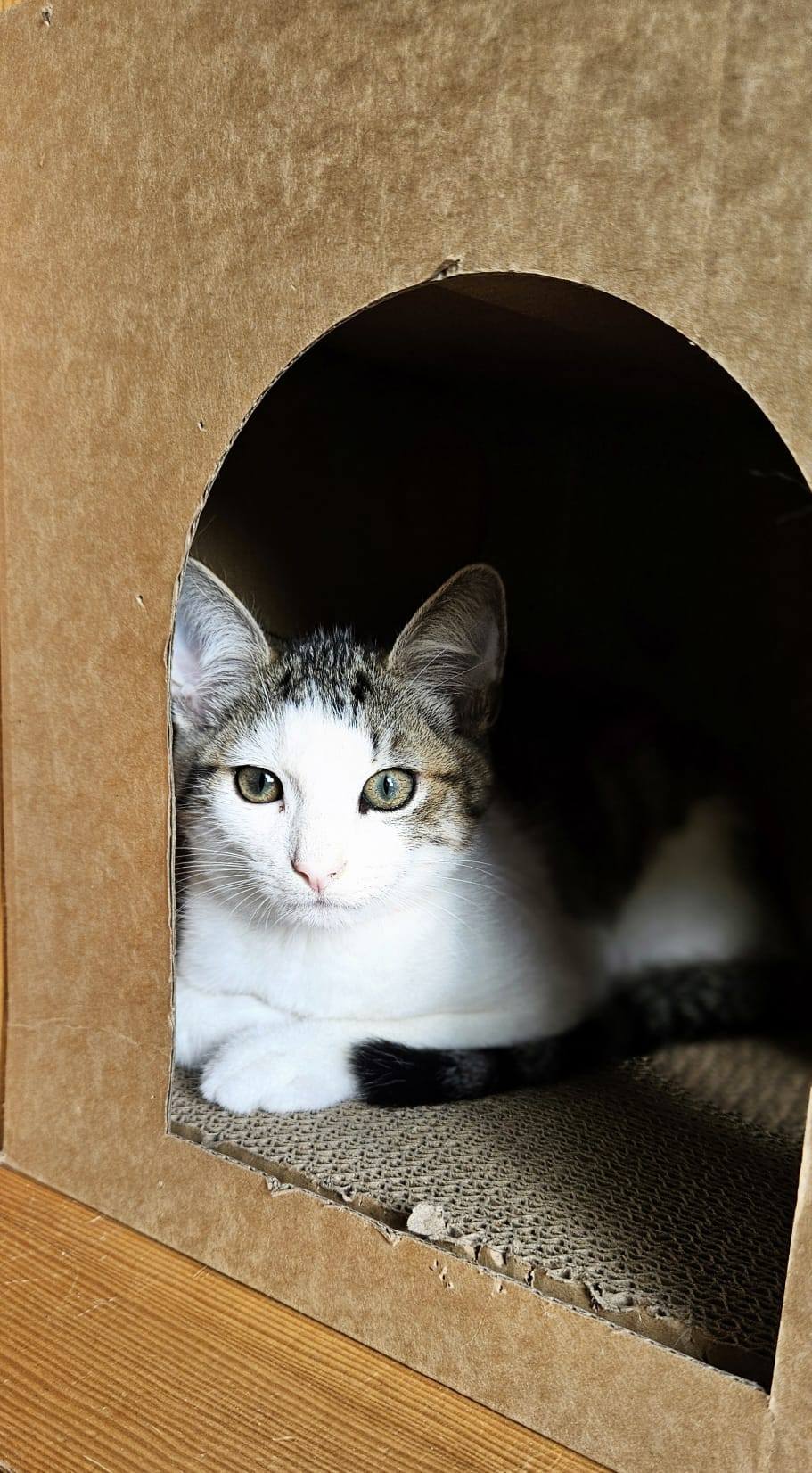 Sechs wunderschöne Miezis