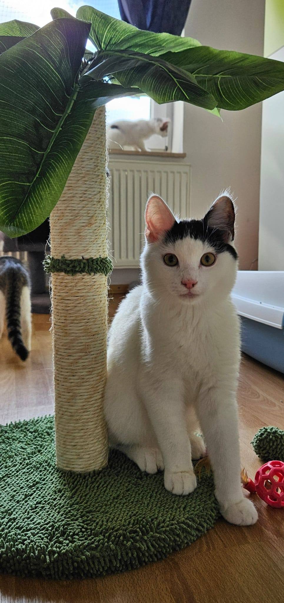 Sechs wunderschöne Miezis