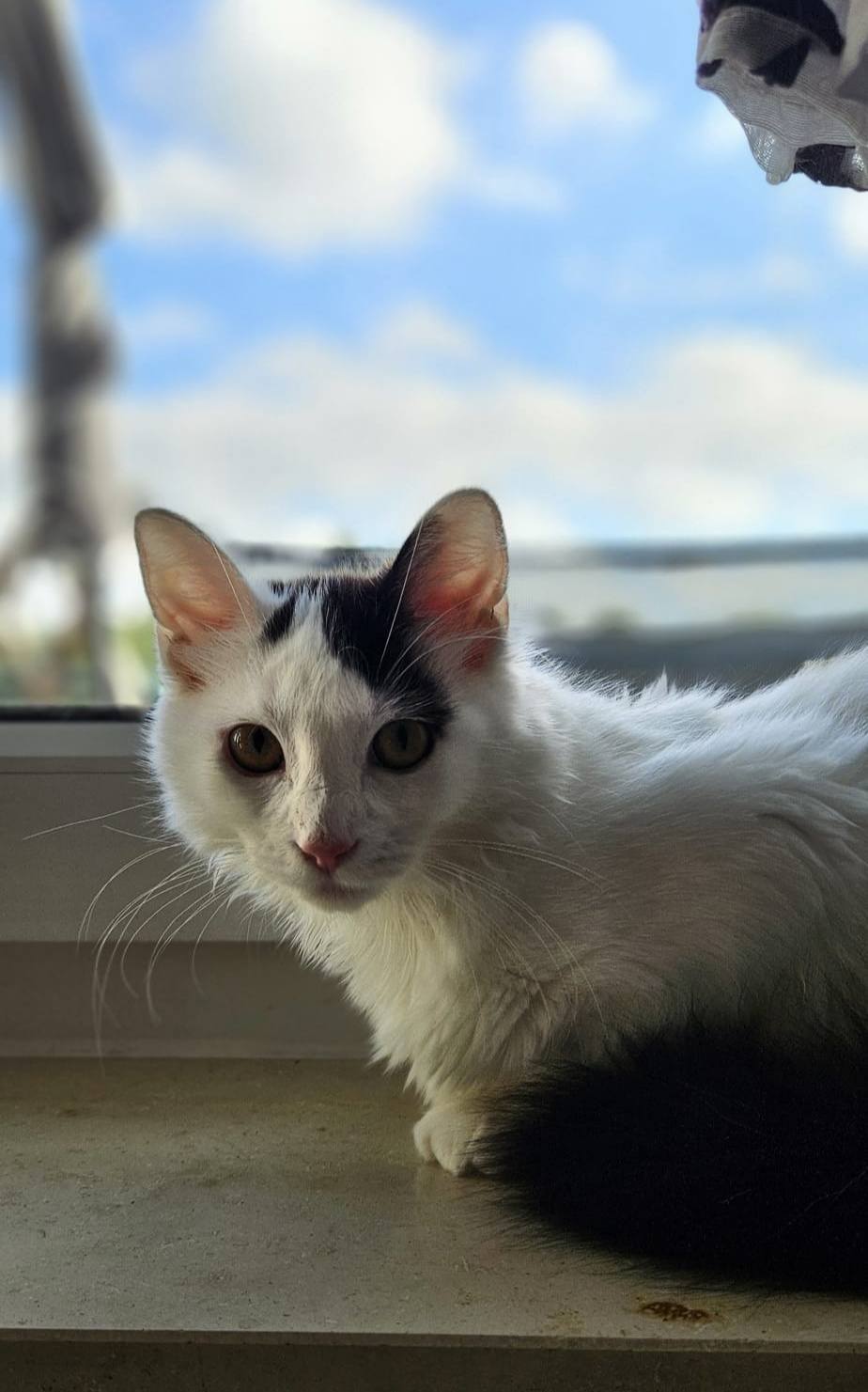 Sechs wunderschöne Miezis