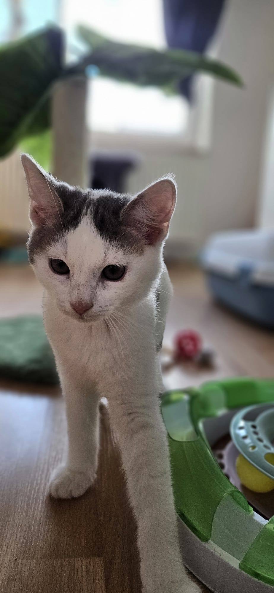 Sechs wunderschöne Miezis