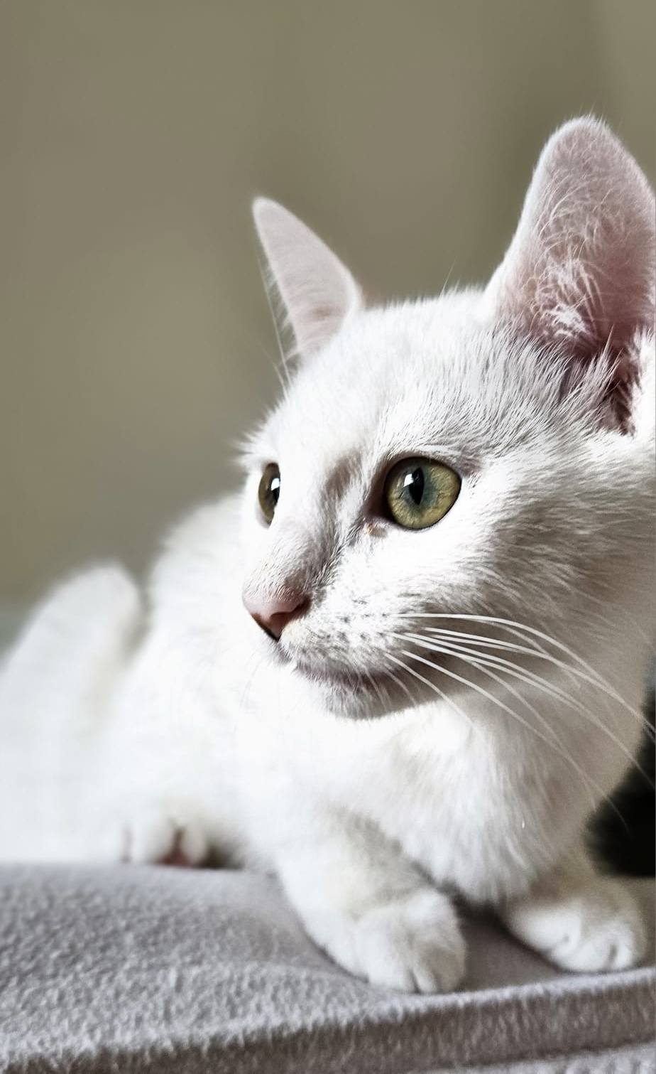 Sechs wunderschöne Miezis