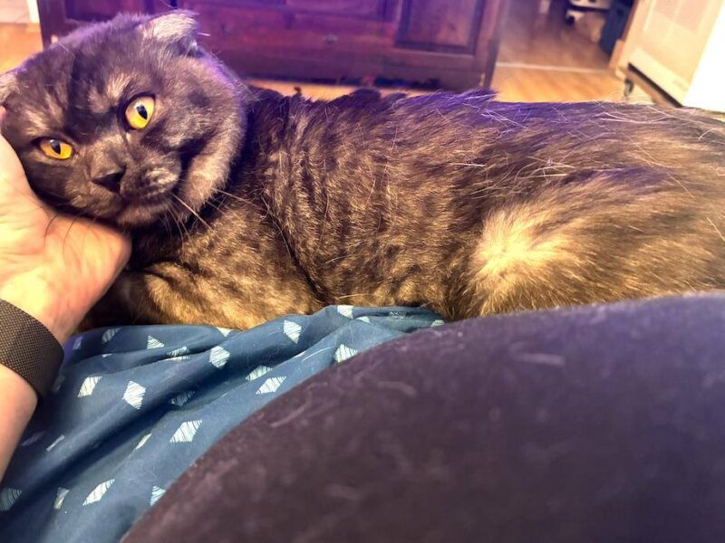 Simba