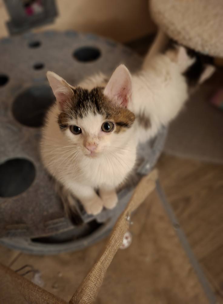 Sechs kleine Fressraupen