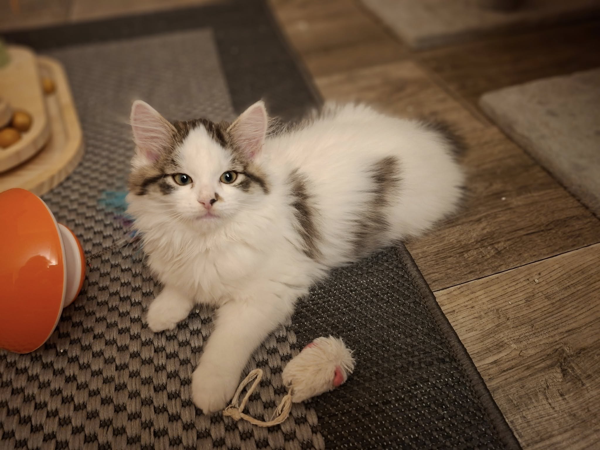 Sechs kleine Fressraupen