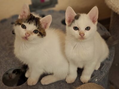 Sechs kleine Fressraupen