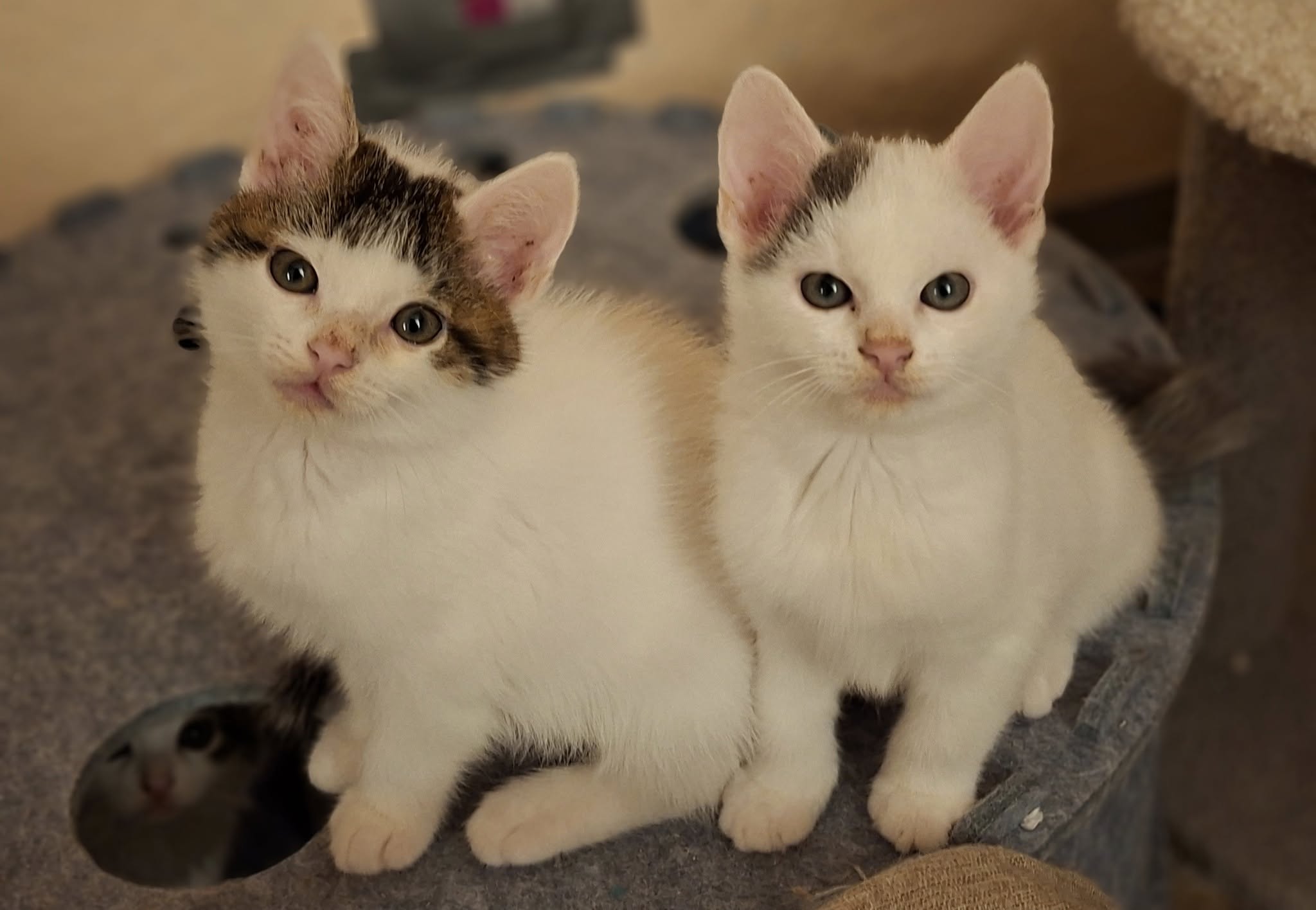 Sechs kleine Fressraupen