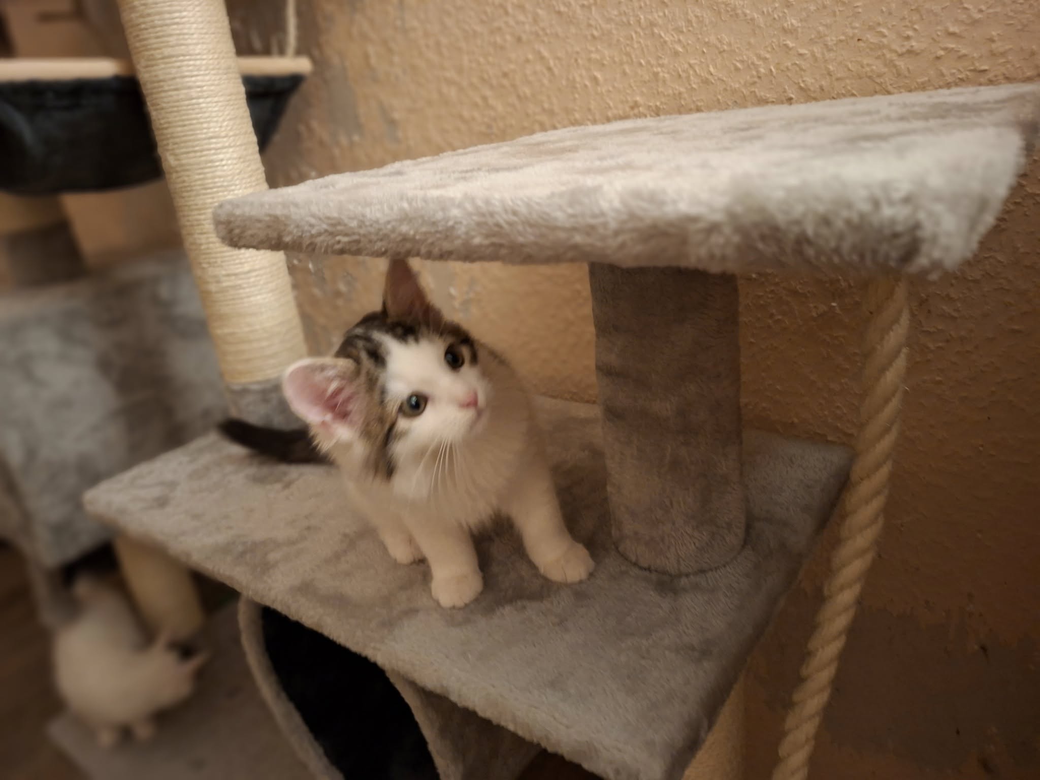 Sechs kleine Fressraupen