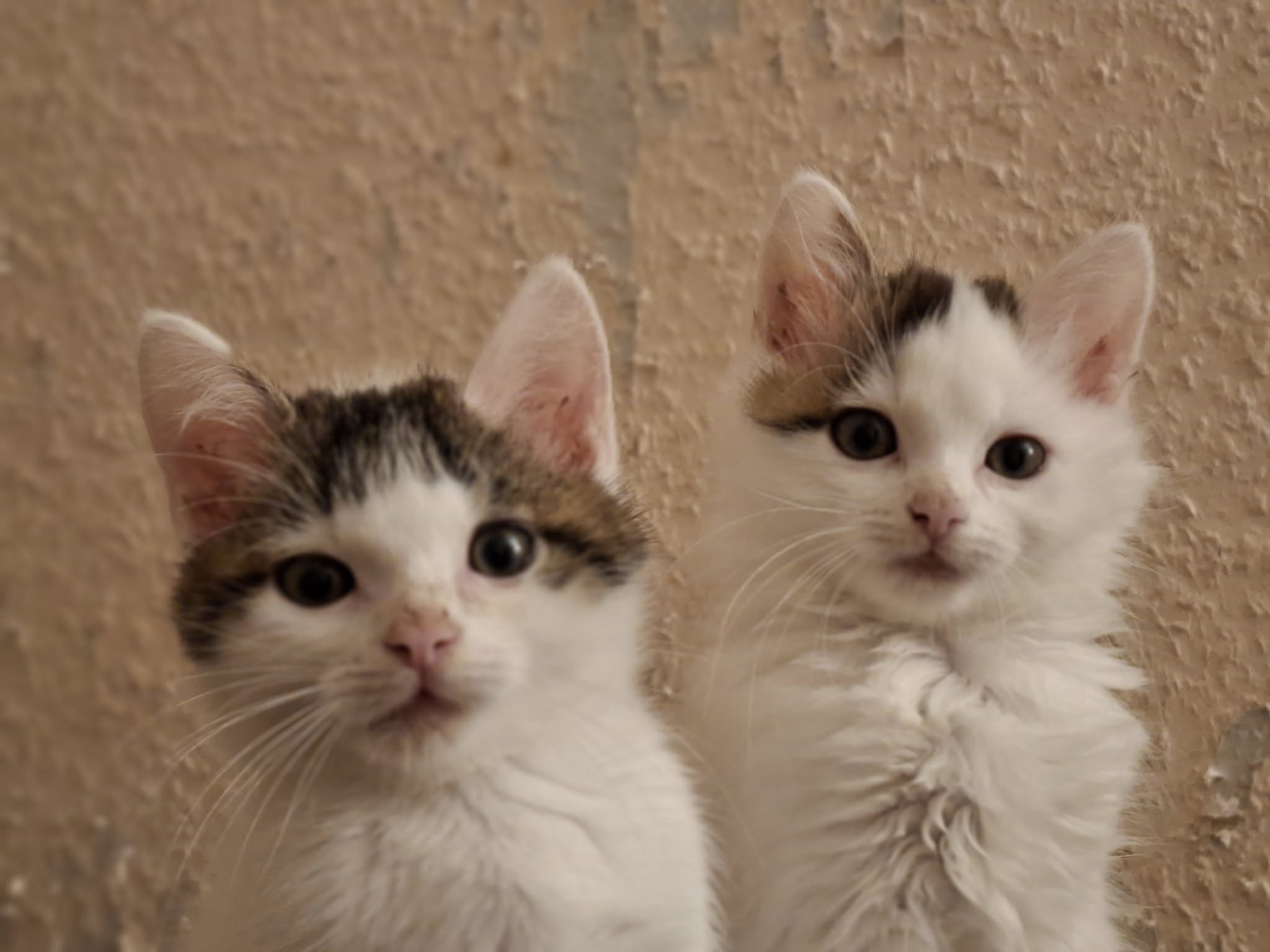 Sechs kleine Fressraupen