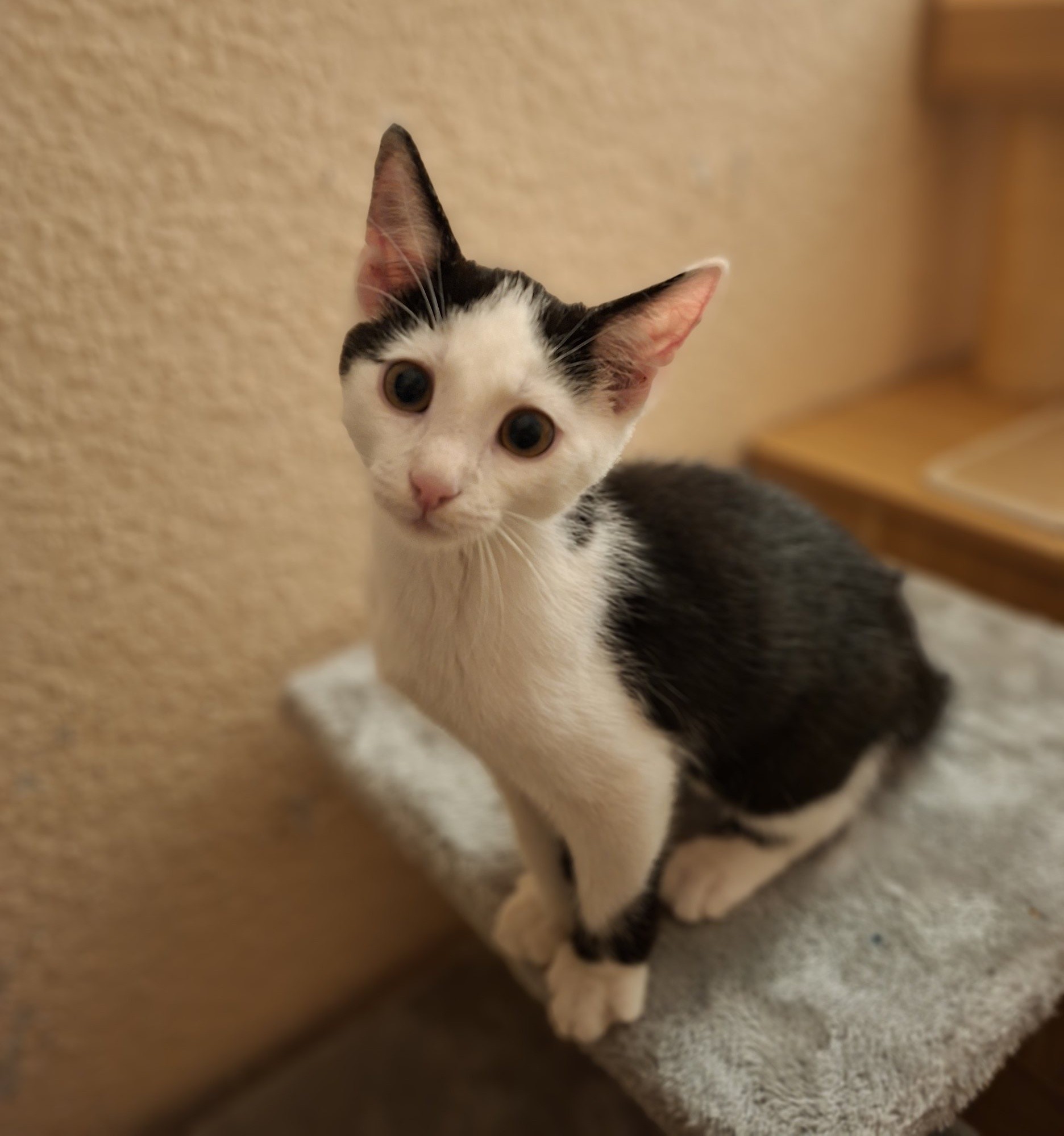 Sechs kleine Fressraupen