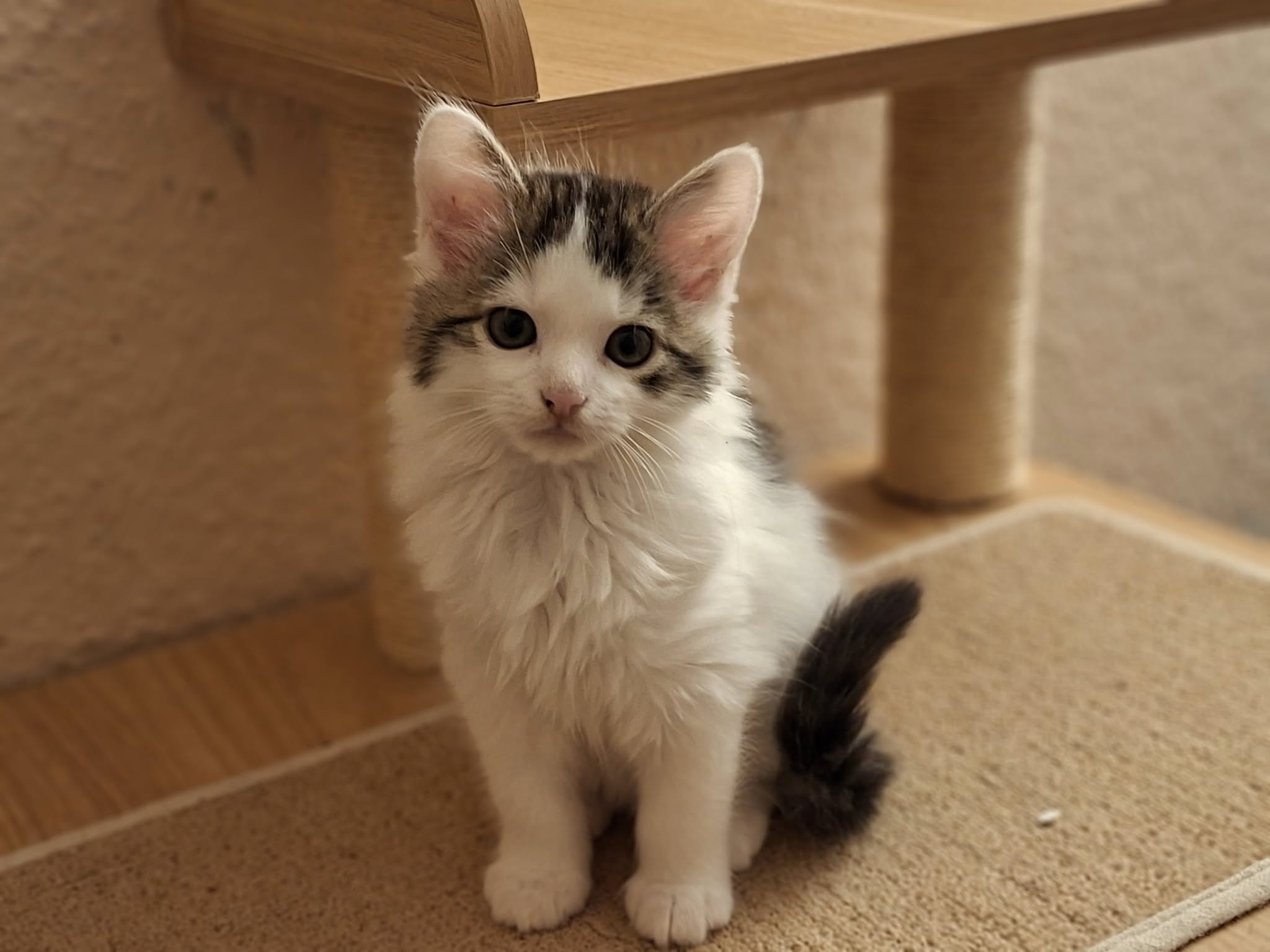 Sechs kleine Fressraupen