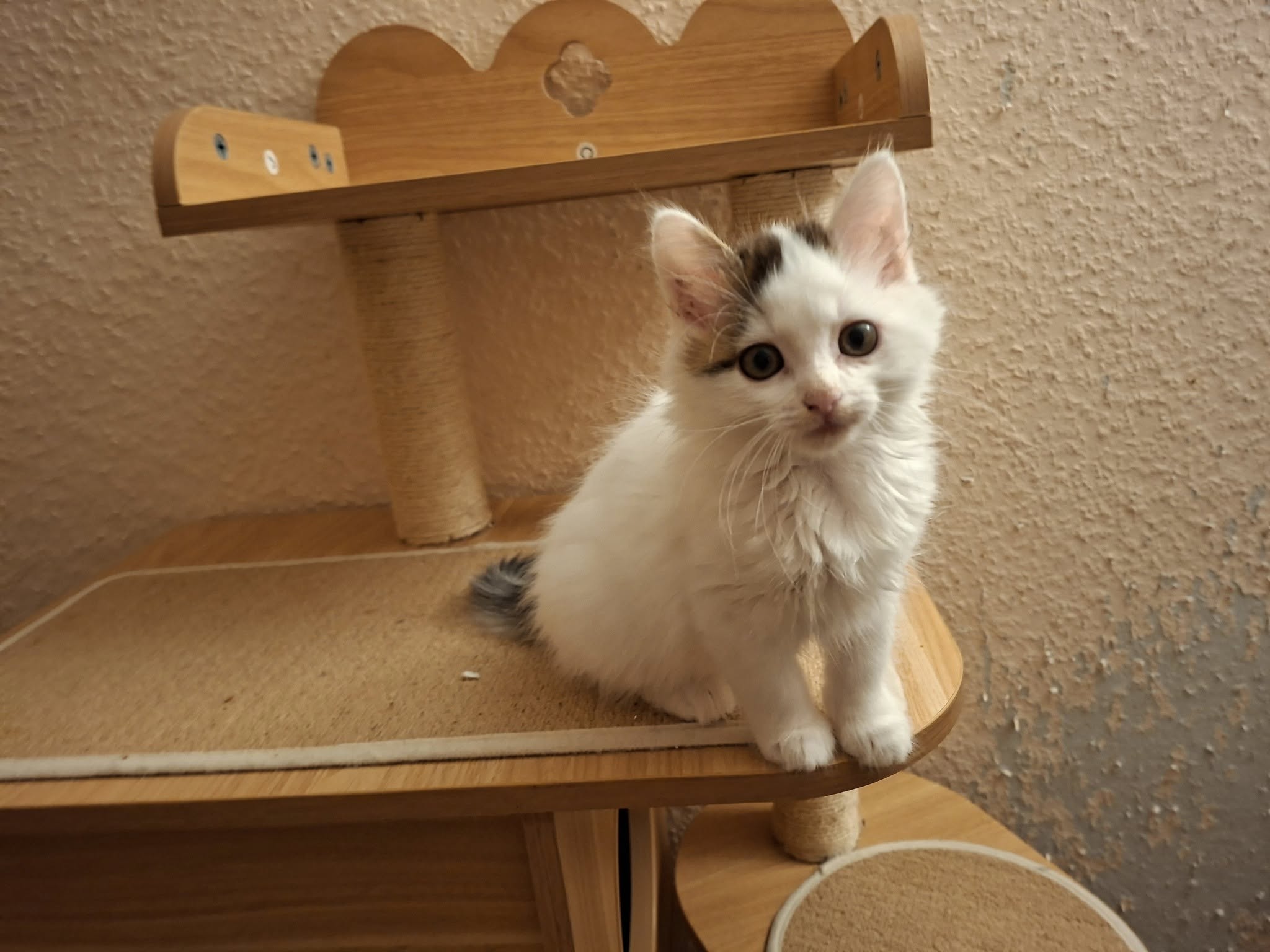 Sechs kleine Fressraupen