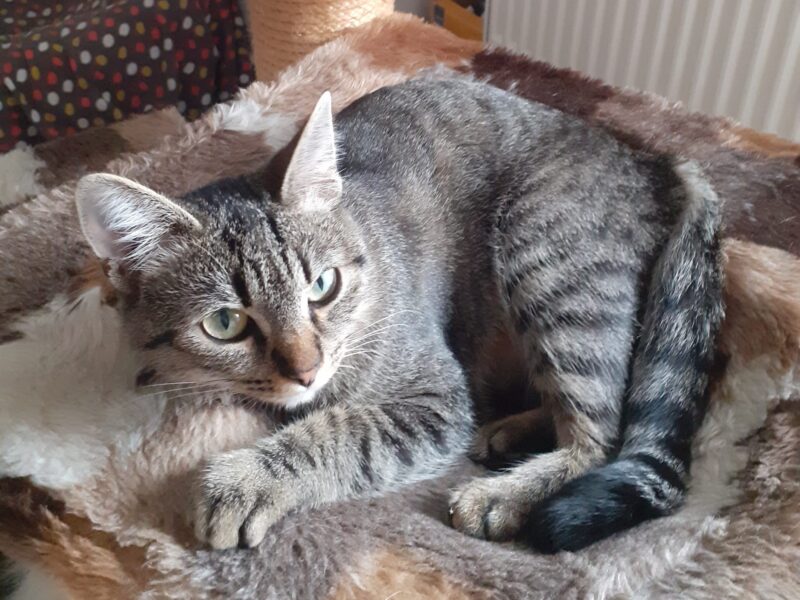 Nala