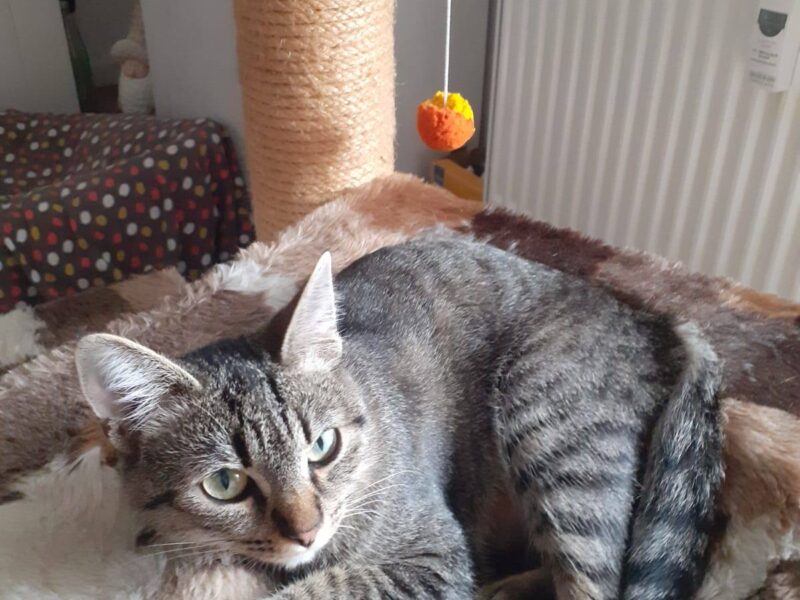Nala