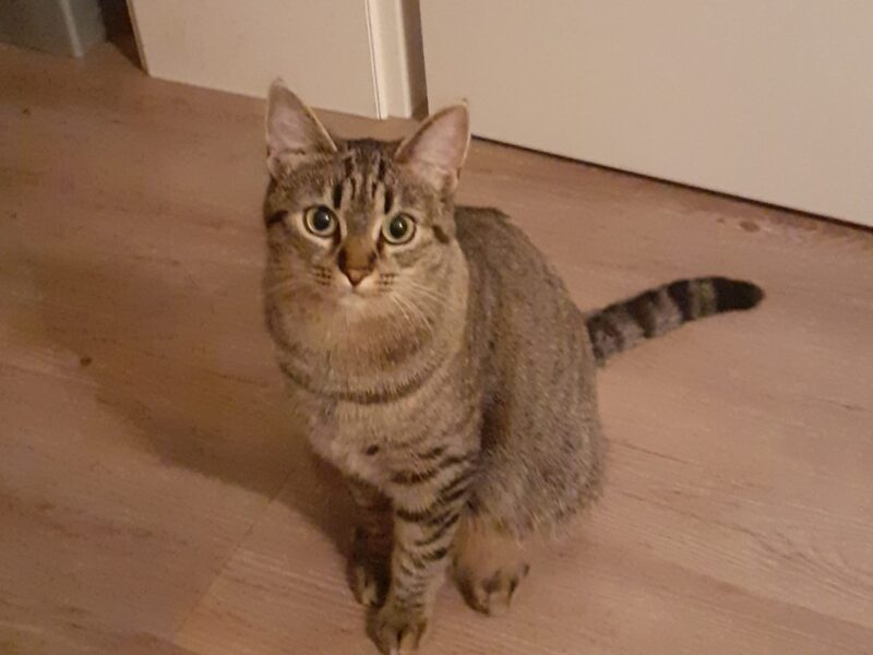 Nala