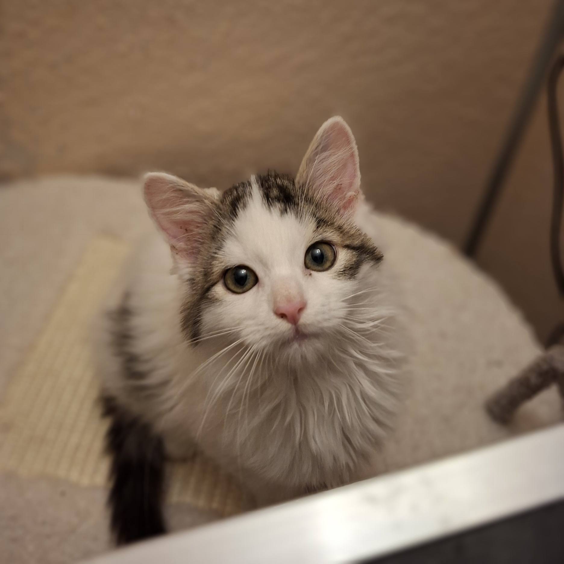 Sechs kleine Fressraupen